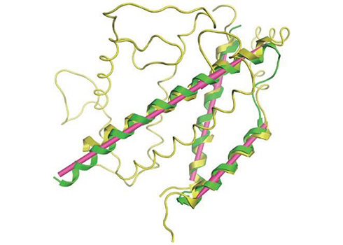 ドメイン（緑）の二次構造クエリー（紫）に対してヒットした遠縁の酵素（黄）。重ね合わせられた構造間の配列相同性は13%。