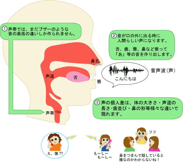 声帯の中では、まだブザーのような音の高低の違いしか作られません。音が口の外に出る時に人間らしい声になります。音の個人差は、体の大きさ、声道の長さ、歯並び、鼻の形等、様々な違いで現れます。