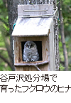 谷戸沢処分場で育ったフクロウのヒナ