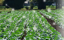 Asahi Shuzo Co. Ltd case study Asahi Shuzo Co. Ltd case study