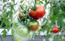 Smart agriculture in Vietnam Smart agriculture in Vietnam