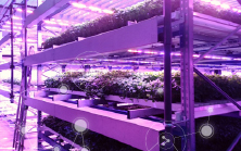 Artificial-light plant factory Artificial-light plant factory