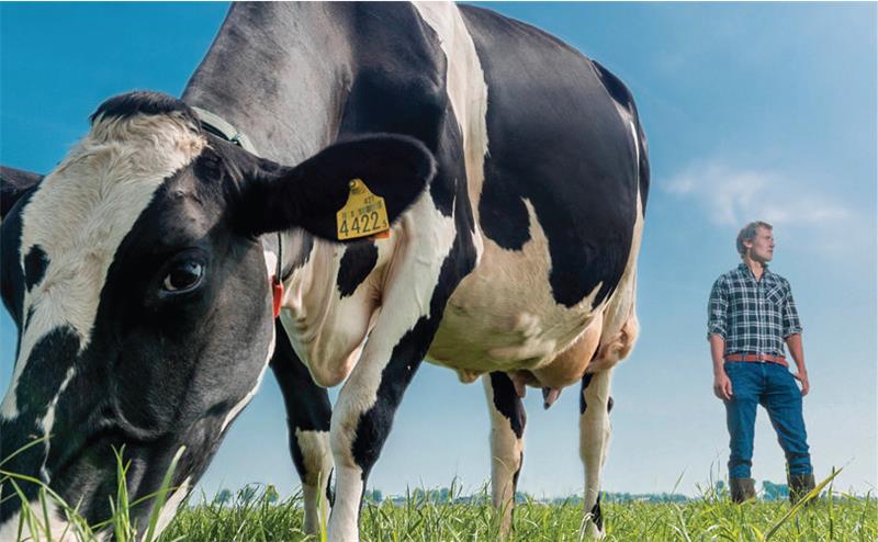 A cow and a farmer in a field