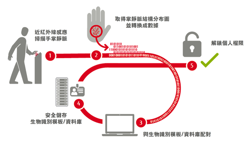 Illustration showing how palm vein scanning works