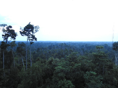 The Hutan Harapan rainforest