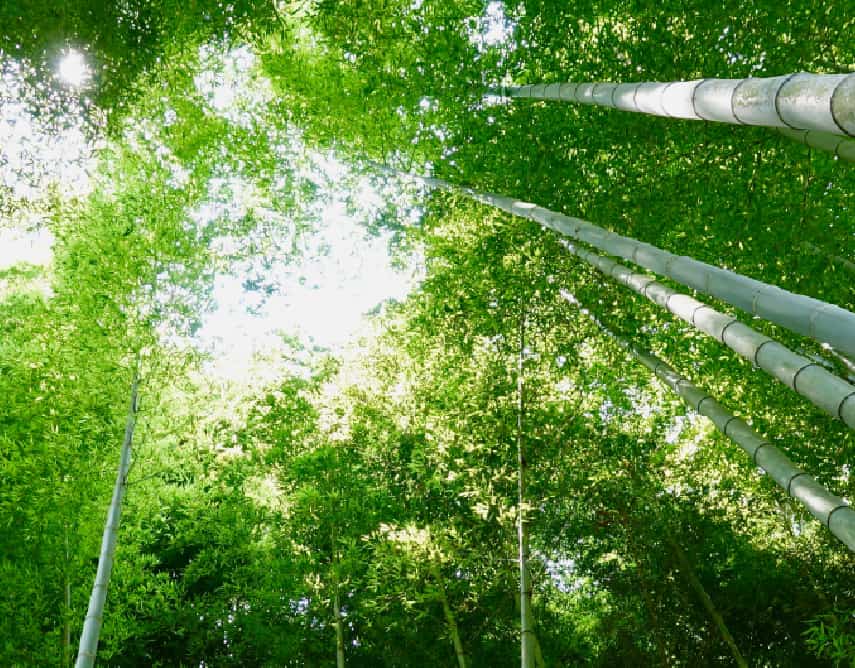 How can operators gain energy efficiency in an open, virtualized, and disaggregated RAN? Senza Fili Deep Dive interview with Fujitsu